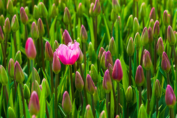 One blossoming pink tulip