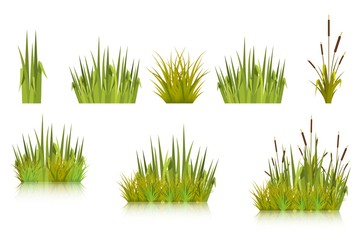 Color vector image of a green reeds grass and a number of coast plants on a white background. Illustration of spring sprouts and weeds in a pasture or garden. Stock vector