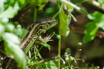 Lizard peeking out of the grass.
