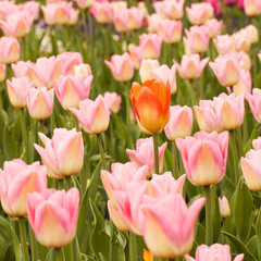 pink gentle tulips with motley petals