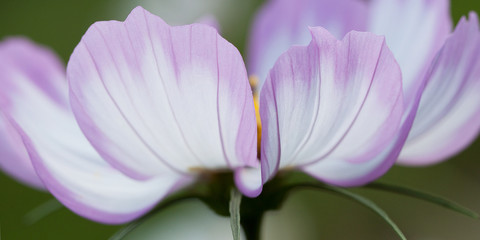 beautiful  lilac flower cosmos with gentle petals