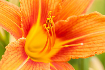 beautiful bright orange lily blooming in a summer park or garden