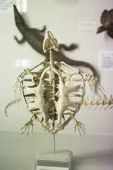 ground tortoise skeleton close-up