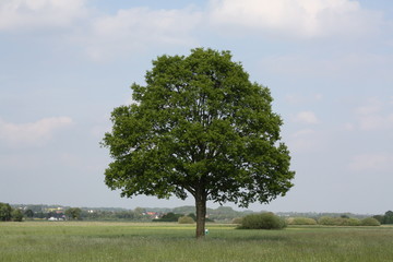 Baum