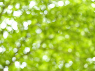 Fototapeta premium Fresh healthy green bio bokeh blurred background from foliage tree and sunlight.