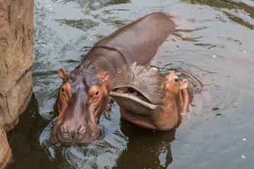 Hippopotamuses love water, which is why the Greeks named them the “river horse.” They spend up to 16 hours a day submerged in rivers and lakes.