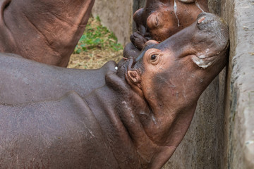 Fototapeta na wymiar Hippopotamus widely open the mouth begging for food from the zoo visitors.