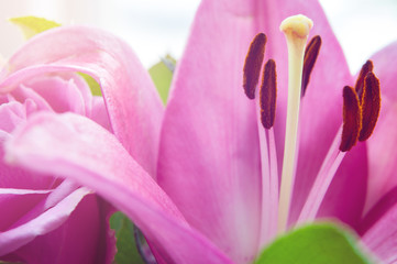 Closeup view of pink lily illuminated by sun (macro, shallow depth of field)