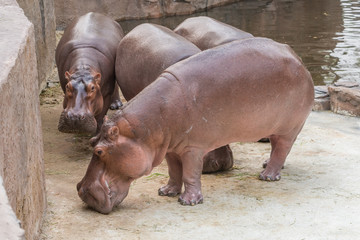 The hippo is the heaviest land animal after the elephant. Hippos seek refuge from the heat by living in water during the day.