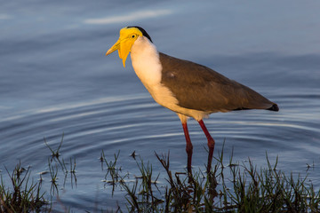 Vanellus miles (Masked Lapwing ou Spurwing Plover)