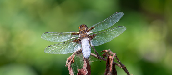 dragonfly wings