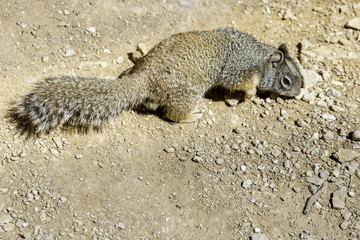 Obraz premium canyon squirrel