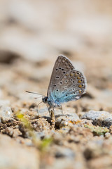 Fototapeta na wymiar A butterfly with blue wings sits on the ground