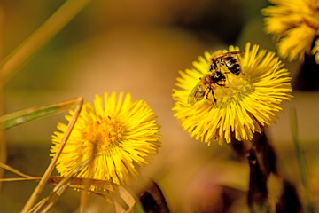 Coltsfoot, medicinal herb, flower in spring in a German forest