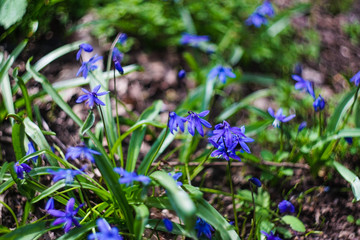 First spring Scilla siberica flowers