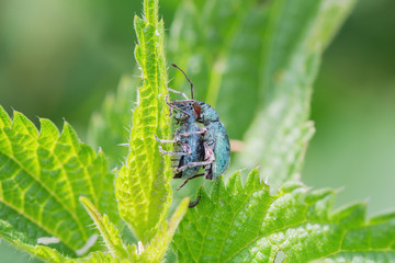 Two beetle crawls up on the grass outside
