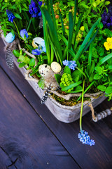 Spring floral concept with muscari