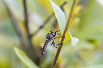 A dragonfly outside in the garden on a leaf