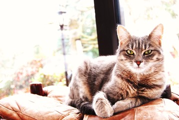 Chat qui pose