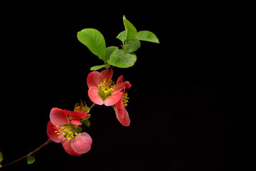 Fototapeta premium red flowers on black background