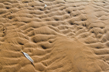 Bird feather on a sand,Morocco