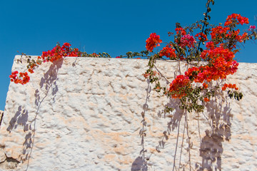 Bougainvillea flowers around a house with a sky. Agadir, Morocco, Africa.