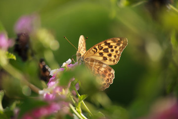 Melitaea didyma on Lantana Flower