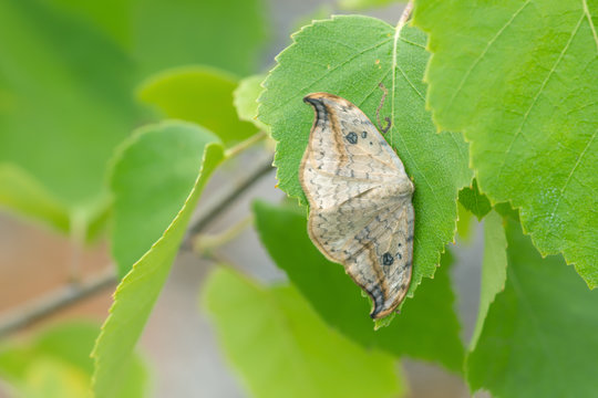 Pebble Hook-tip, Drepana falcataria resting on birch leaf