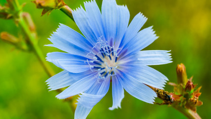Close-up view of chicory flower, green blured background