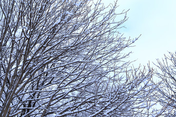 Snow covered tree branches