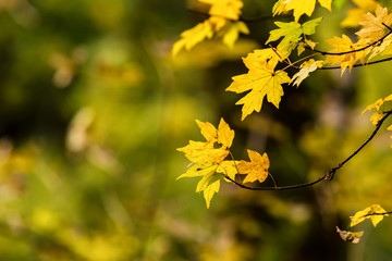 Yellow maple leaves in autumn forest