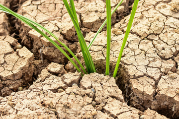 The grass grows from the crevice of the soil.