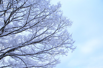 Snow covered tree branches