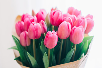 bunch of bright pink tulips on a white background, close-up