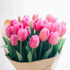 bunch of bright pink tulips on a white background, close-up