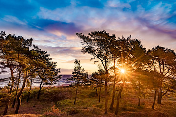 Kiefernwald im Sonnenlicht bei Sonnenaufgang. An der Küste von der Insel Usedom in Bansin. Kiefern im Gegenlicht.  - obrazy, fototapety, plakaty