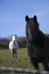Black, white, brown horses grazing in field behind barbed wire