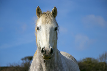 Fototapeta na wymiar Beautiful white horse with blue sky and white clouds