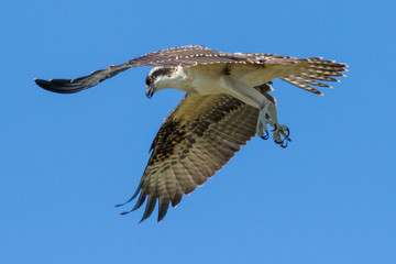 osprey