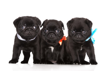 three adorable pug puppies posing on white