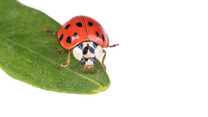 Red ladybug on a green leaf. Harmonia axyridis. Beautiful close-up of the cute black spotted...