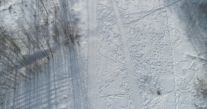 Aerial forward tilt fly over bare birch forest on a sunny winter day
