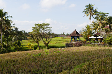 Fototapeta na wymiar Green Landscape in Ubud Bali