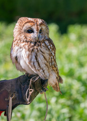Tawny owl (Strix aluco). Captive falconry bird is sitting on a hand