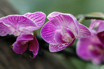 Phanaelopsis Orchidee