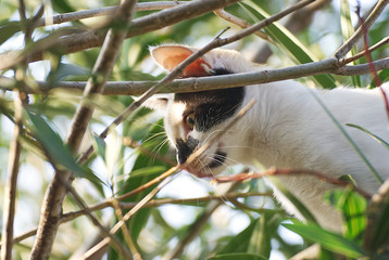 Young tricolor cat outside in the nature