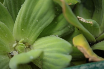 Obraz premium 南国の植物 緑の葉っぱ 花 エコ