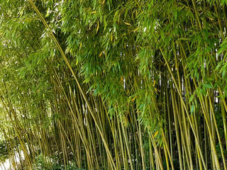 Thickets of young green bamboo. A sub-tropical plant of the Asian region. Manufacture of building...
