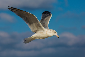 Möwe