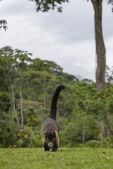 White-nosed Coati - Nasua narica, small common white nosed carnivore from Costa Rica forest.
